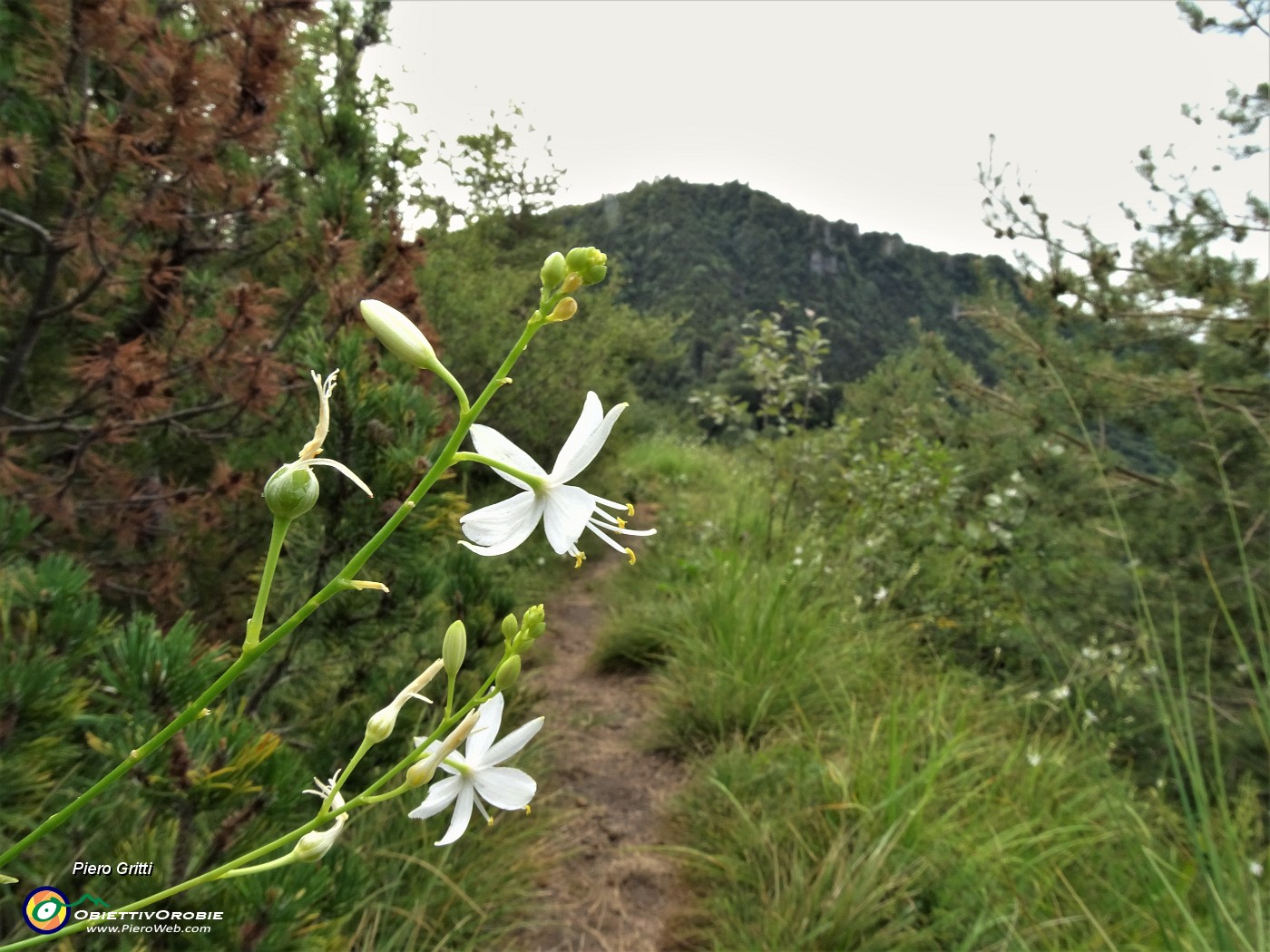 28 Bei fiori bianchi di Lilioasfodelo minore ( Anthericum ramosum) sul sentiero con vista verso il Pizzo Rabbioso.JPG